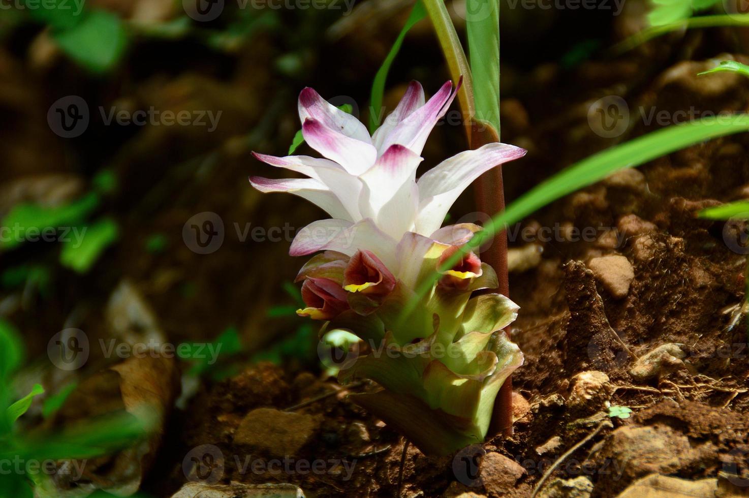 Close-up of Turmeric Flower in farm field photo