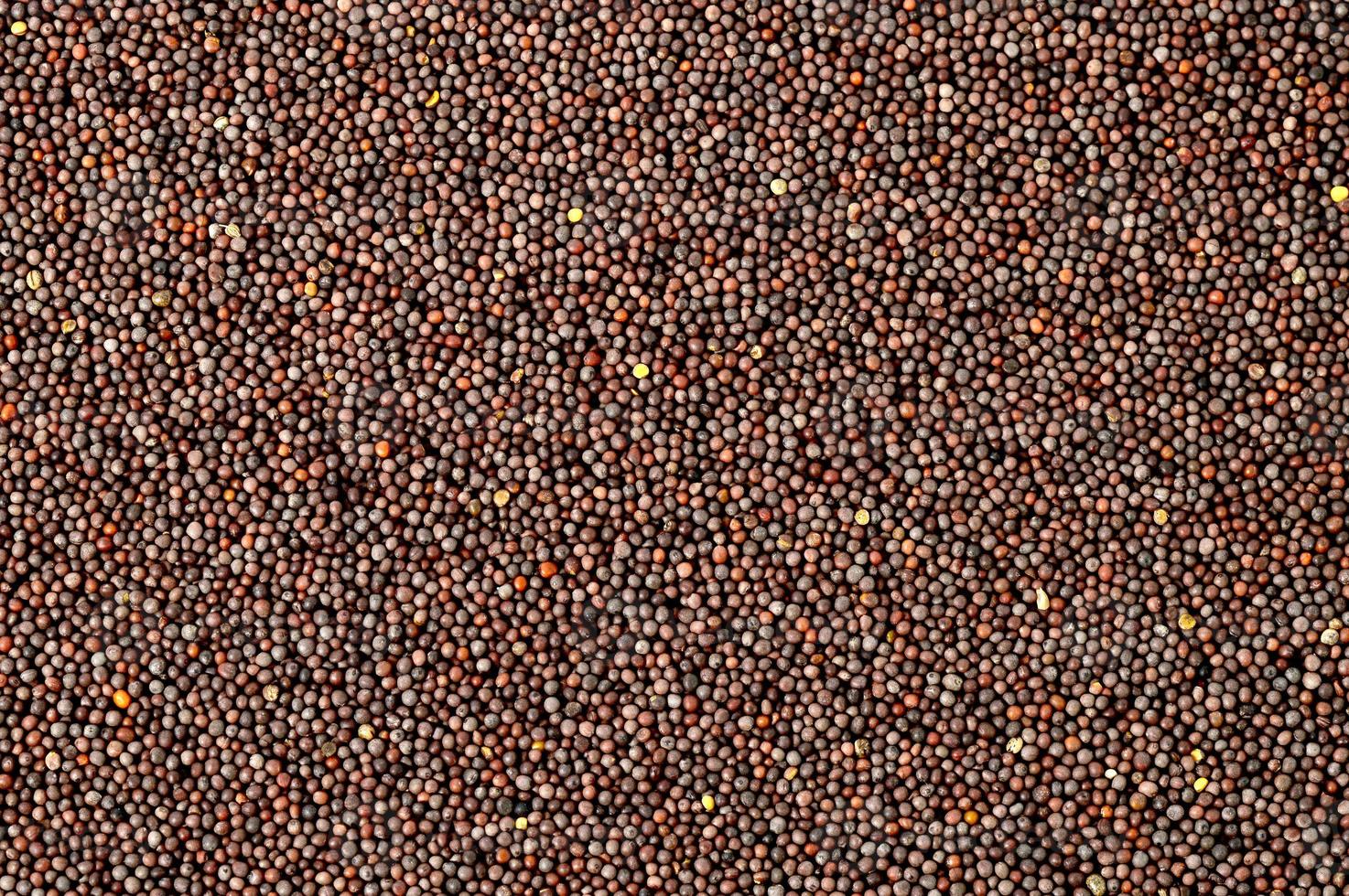 Brown Mustard Seeds on a white background photo