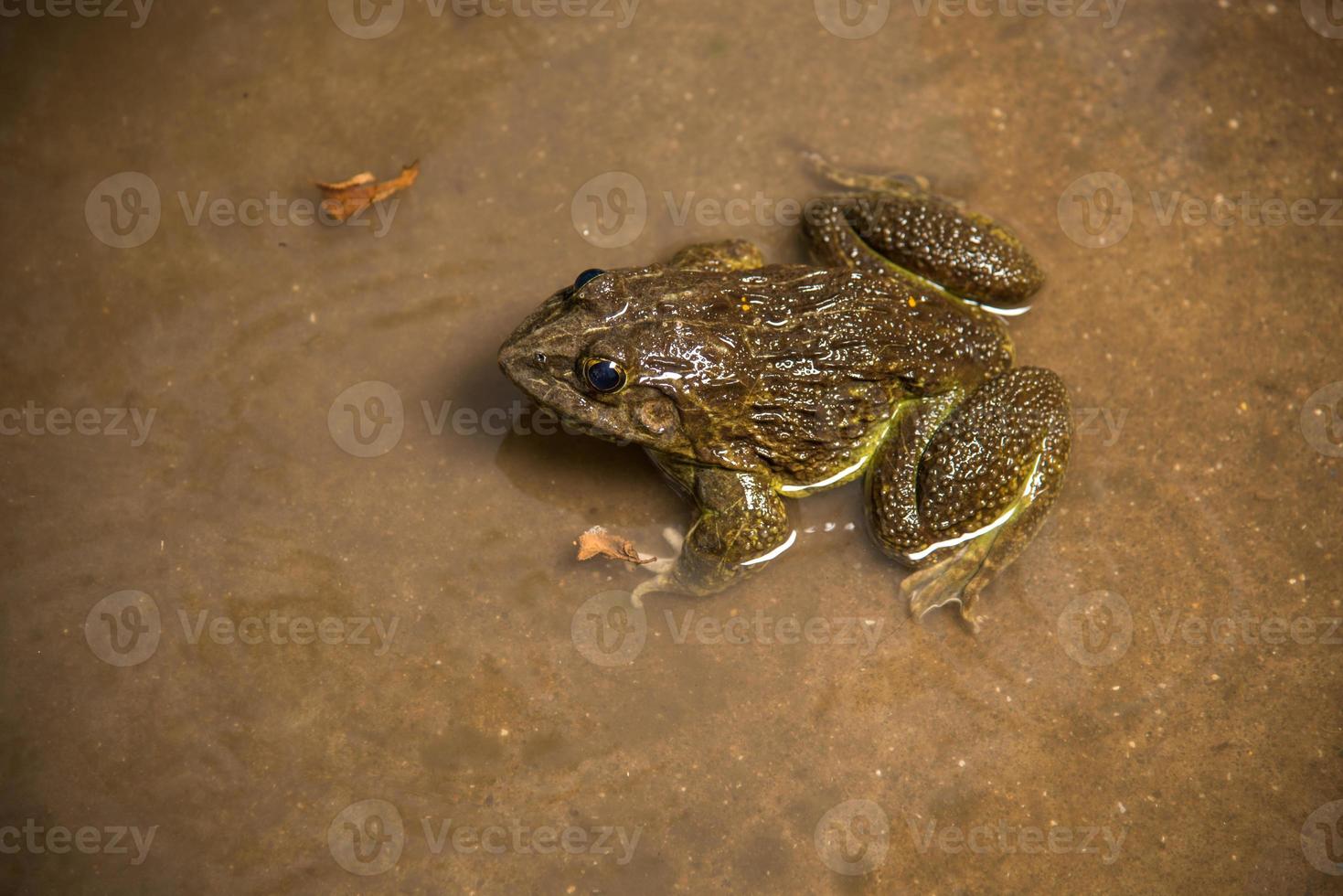 Frog in water or pond, close up photo