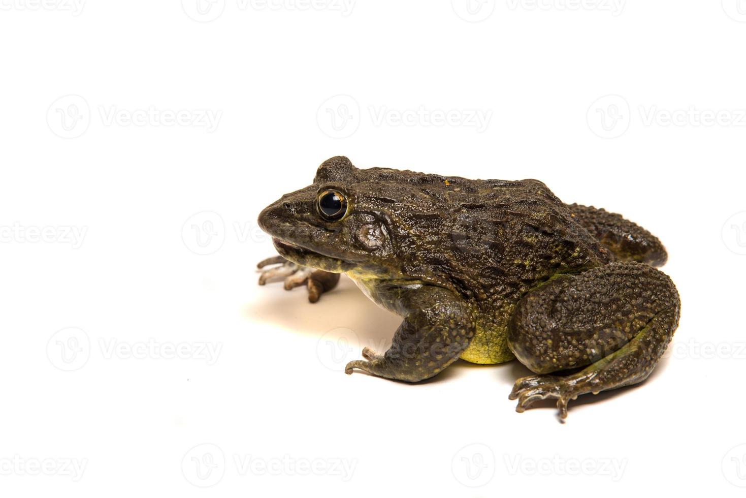 Close up of Frog isolated on a white background photo
