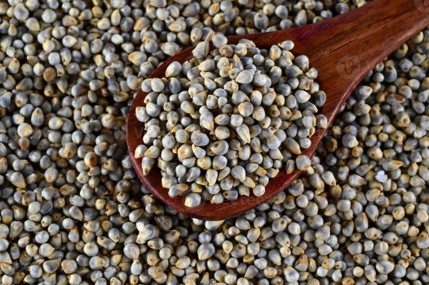 close up of Pearl Millet, Bajra with wooden spoon. photo