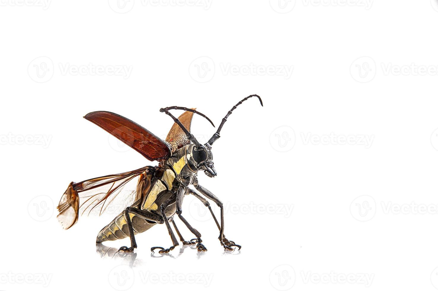 El barrenador de árboles, Batocera rufomaculata aislado en un fondo blanco. foto