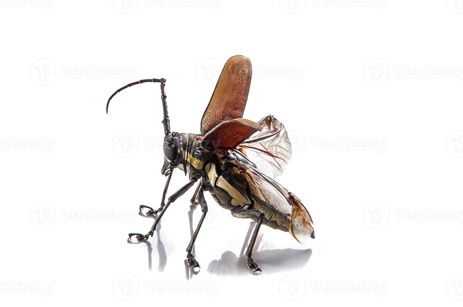 Tree borer, Batocera rufomaculata isolated on a white background photo