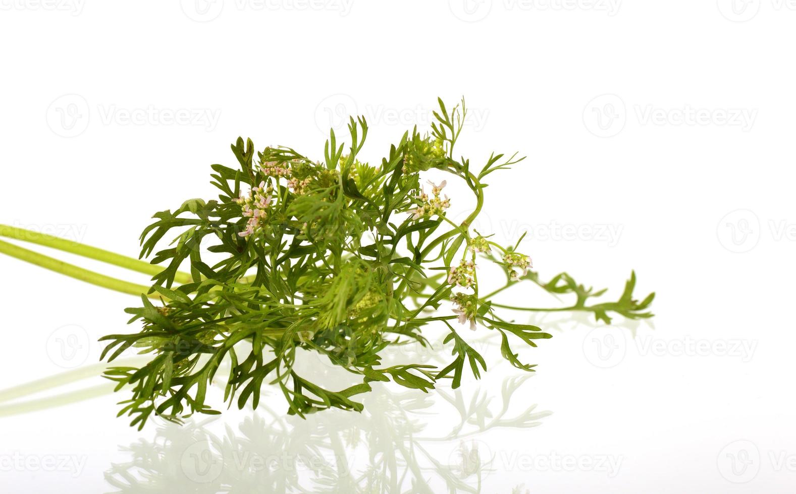 Cilantro con flores sobre un fondo blanco. foto