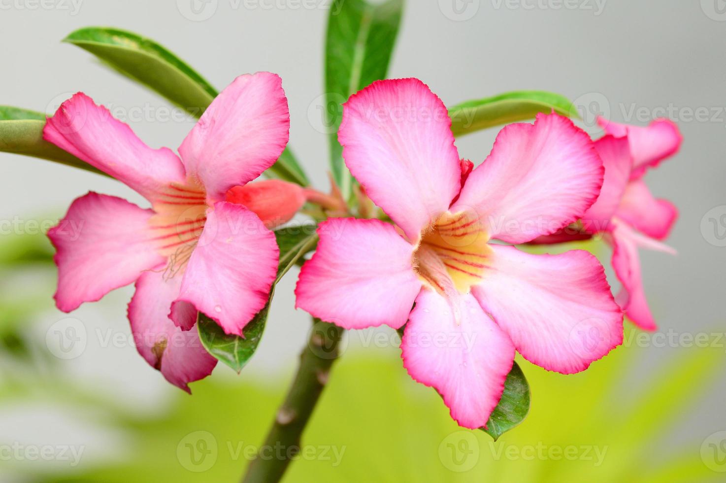 fondo floral. Cerca de adenium rosa flor tropical. rosa del desierto sobre fondo verde. foto