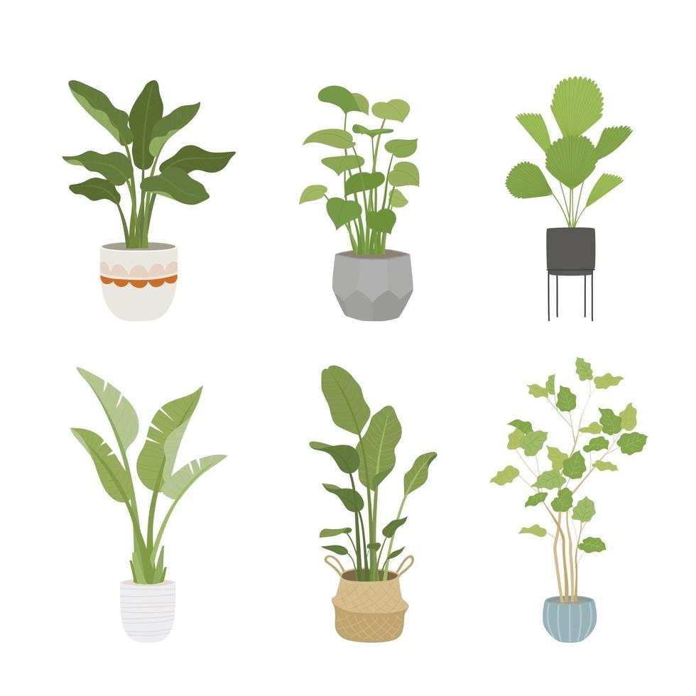 home gardening. Home interior flower pots. Detailed descriptive illustration. vector