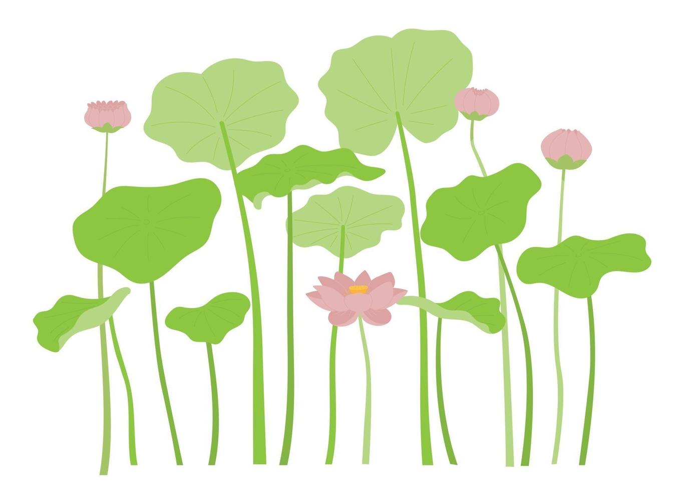 Big lotus petals and lotus . vector