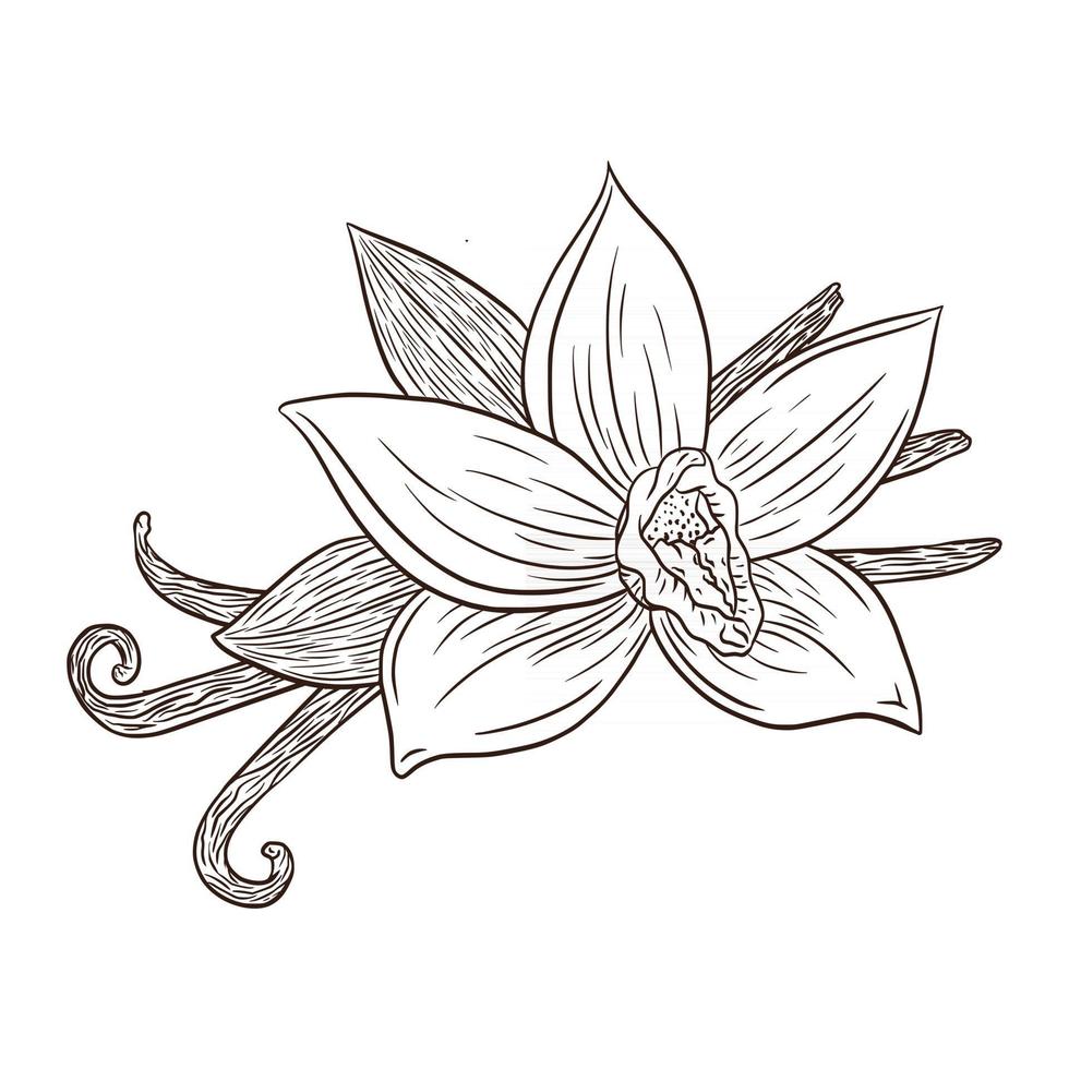 Line Art Vanilla Flower and Pods Engraving Illustration vector