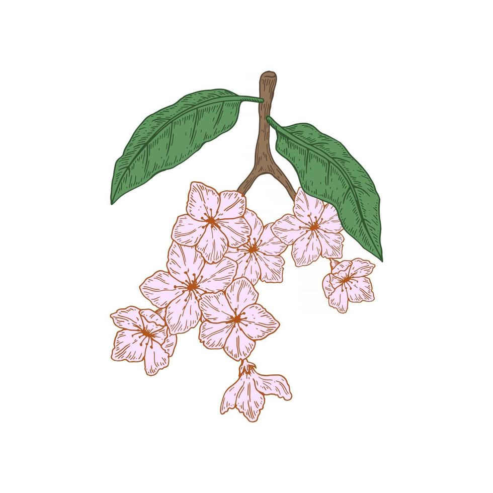 Hand drawn peach branch with flowers isolated on white background. Vector illustration in sketch style