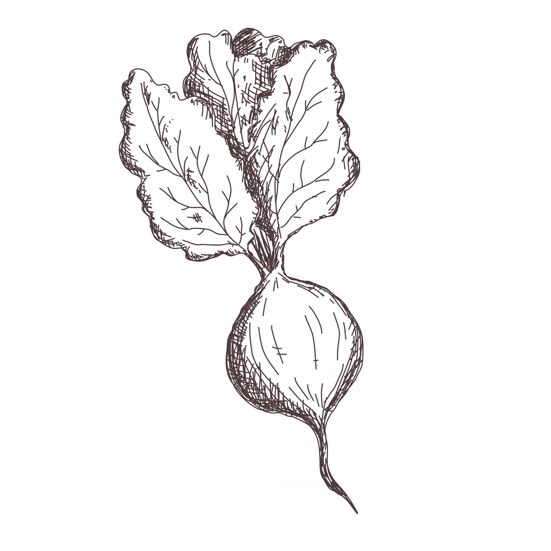 Botanical Drawing Beet
