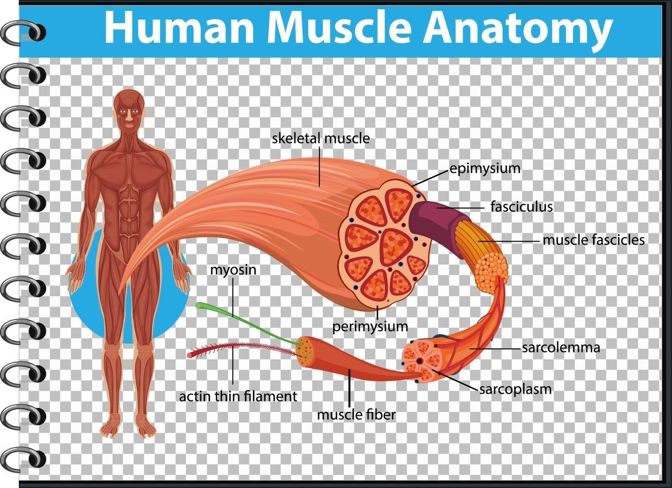 Human muscle anatomy with body anatomy vector