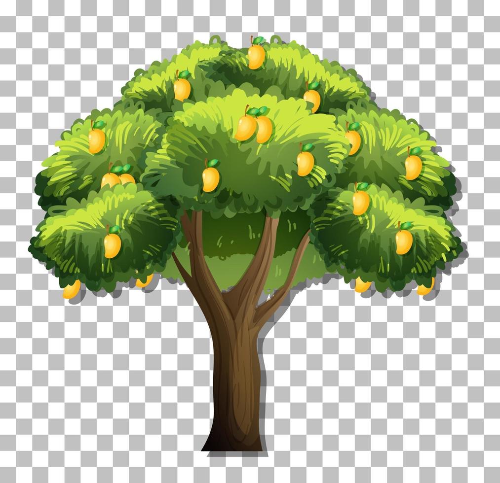 Mango tree isolated vector