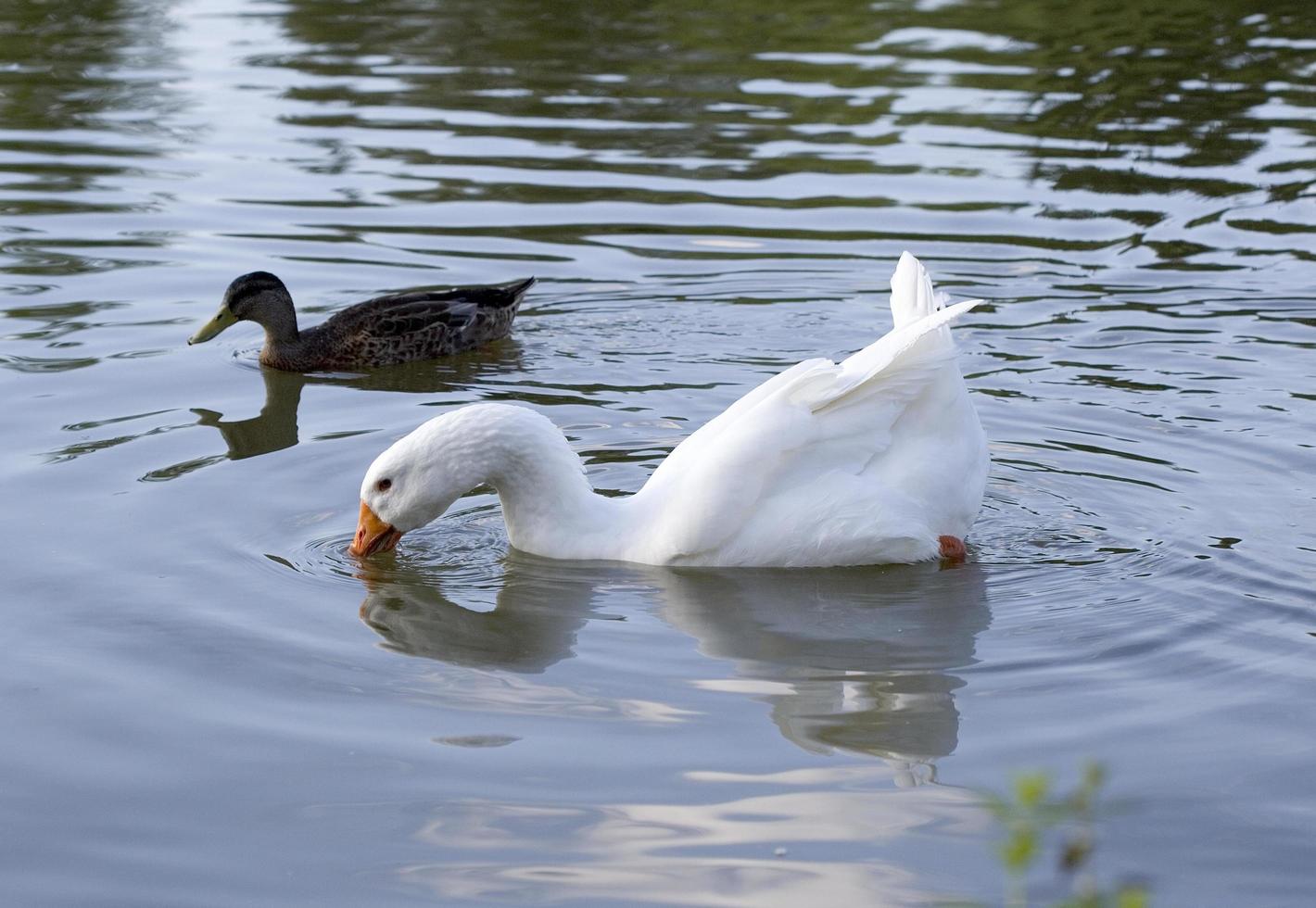 Duck and white swan swimming on the Lot River in France photo