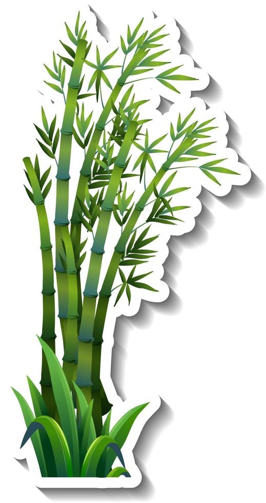 Bamboo tree sticker on white background vector