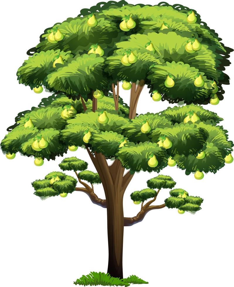 Pear tree in cartoon style isolated on white background vector