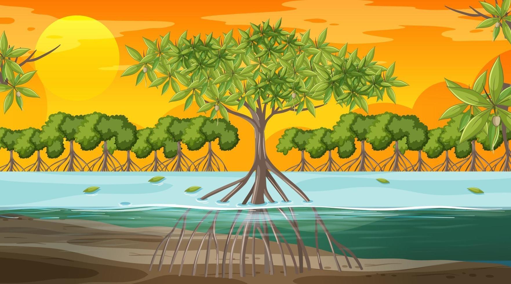 Mangrove forest landscape scene at sunset time vector