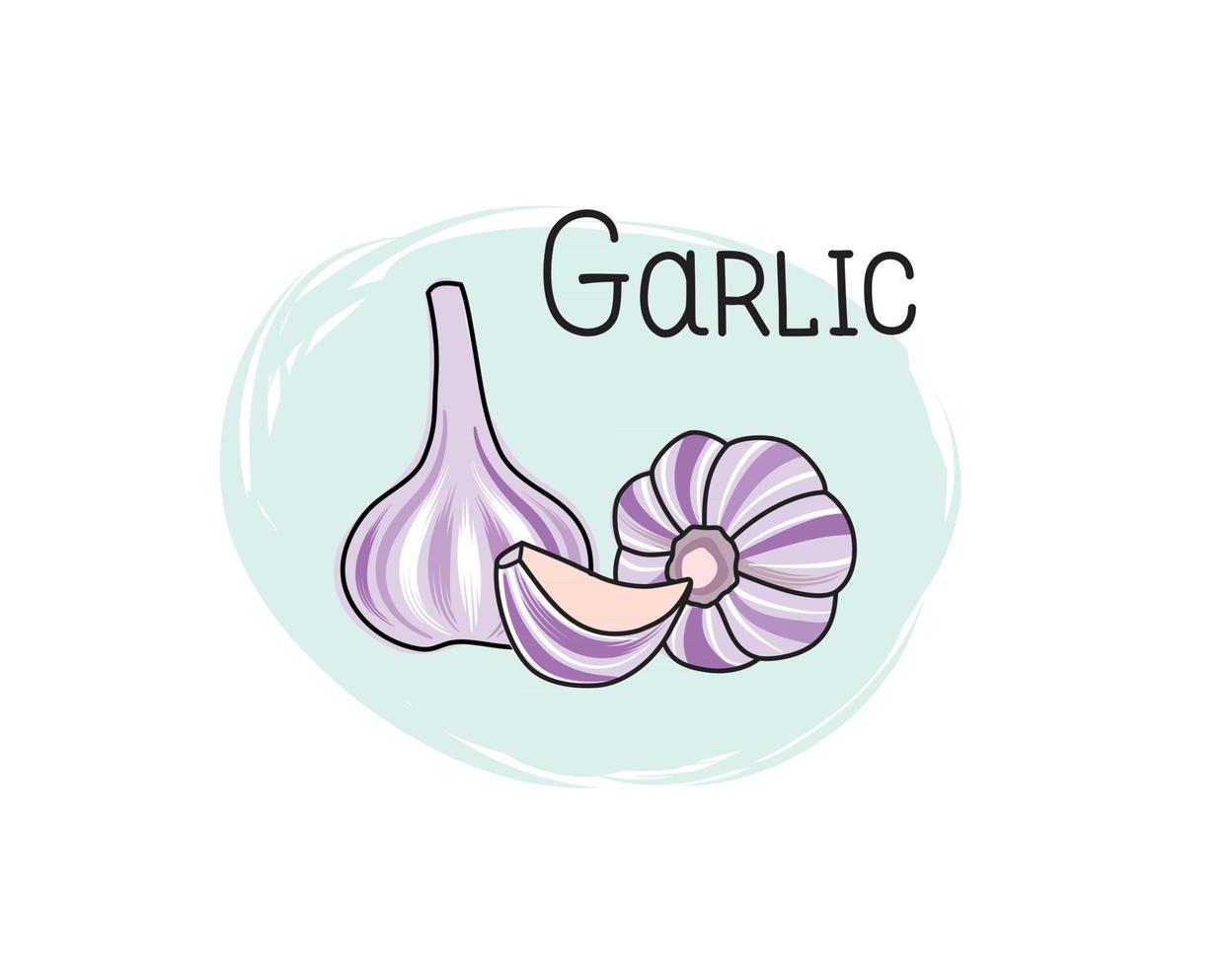 Garlic icon. Half, slice and full spice garlic herb isolated on white background with lettering Garlic Vegetable stylish drawn symbol garlic vector