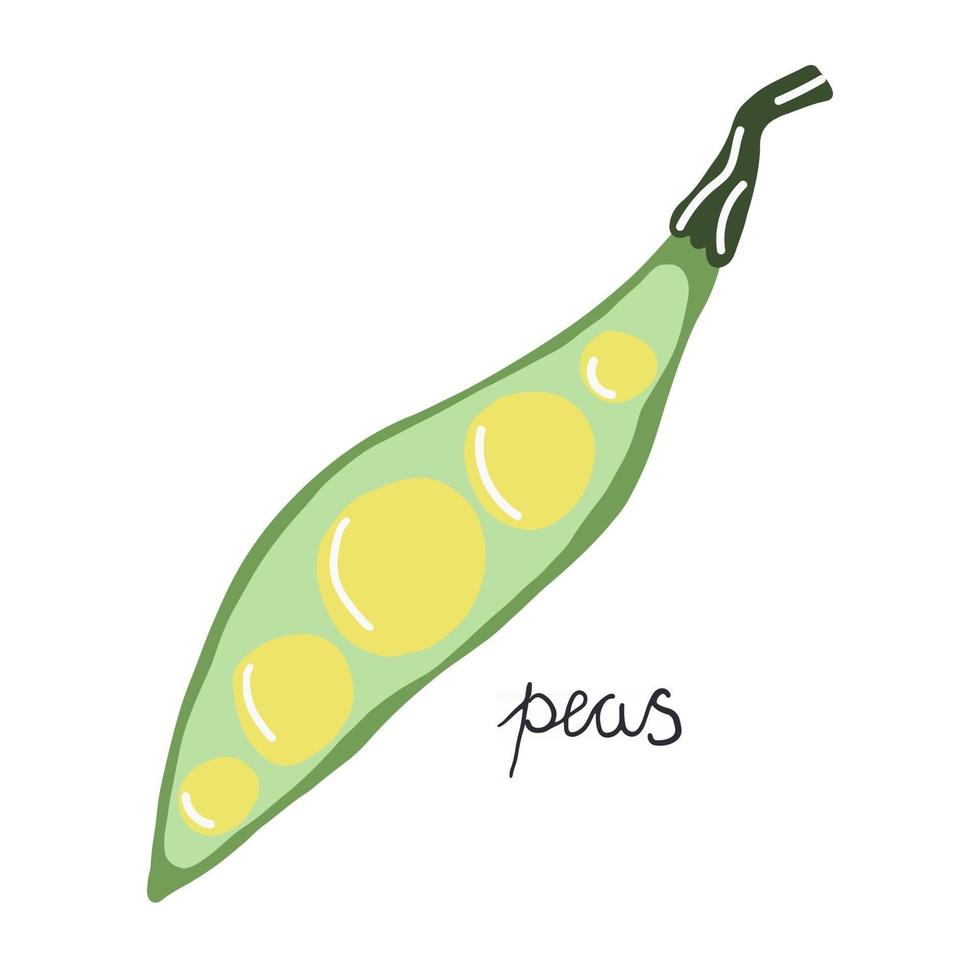 Hand drawn peas, modern flat illustration. vector