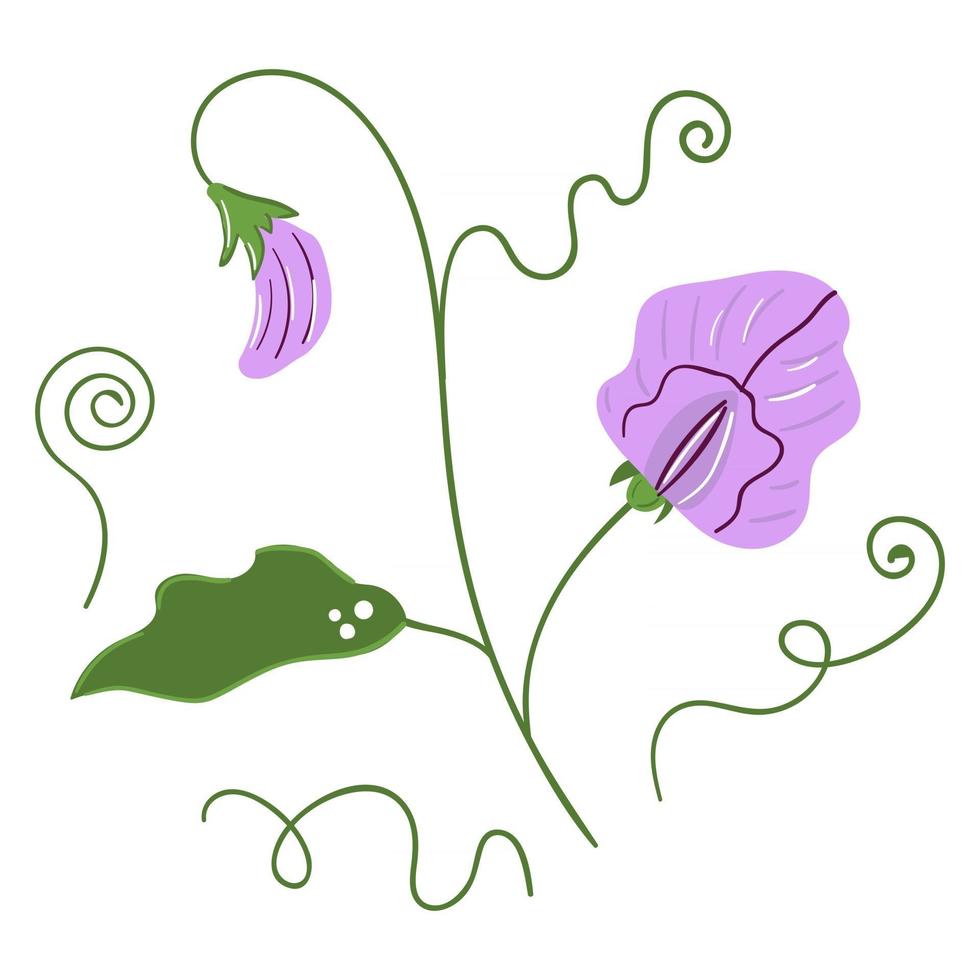 Hand drawn sweet peas flower. Modern flat illustration. vector