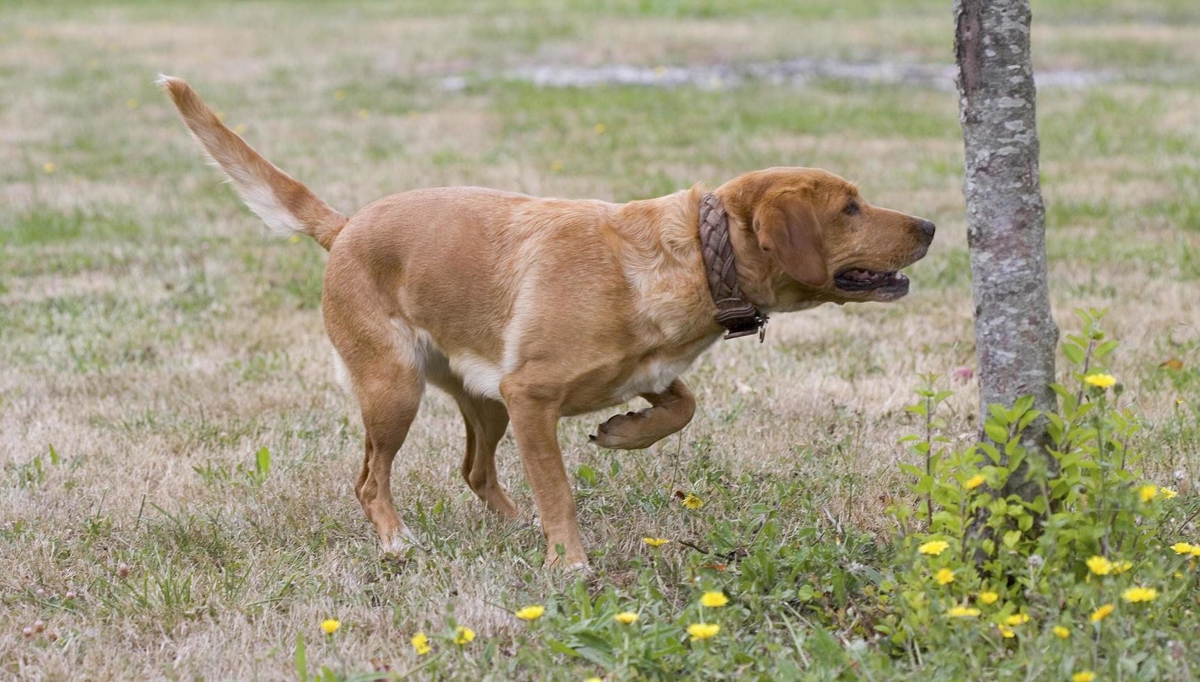 Perro de caza haciendo el cartel en Francia foto