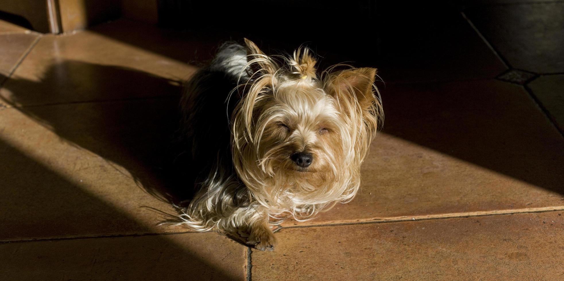 A yorkshire dog, with long, blond and black hair, intimidated by the sun. photo