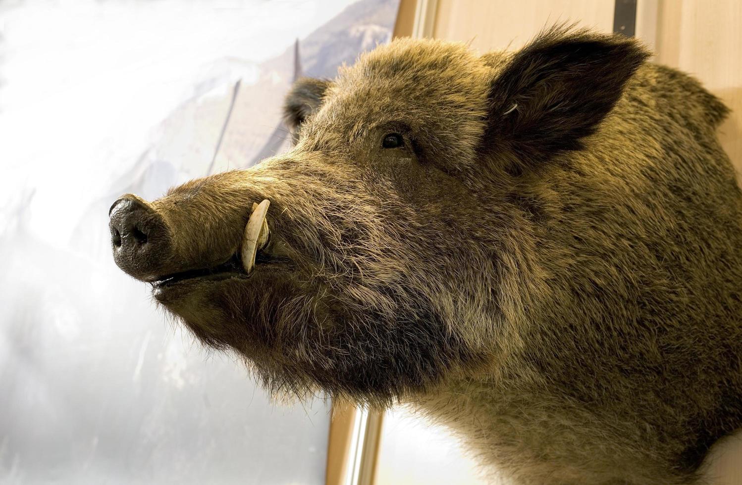 Wild boar head taxidermy photo