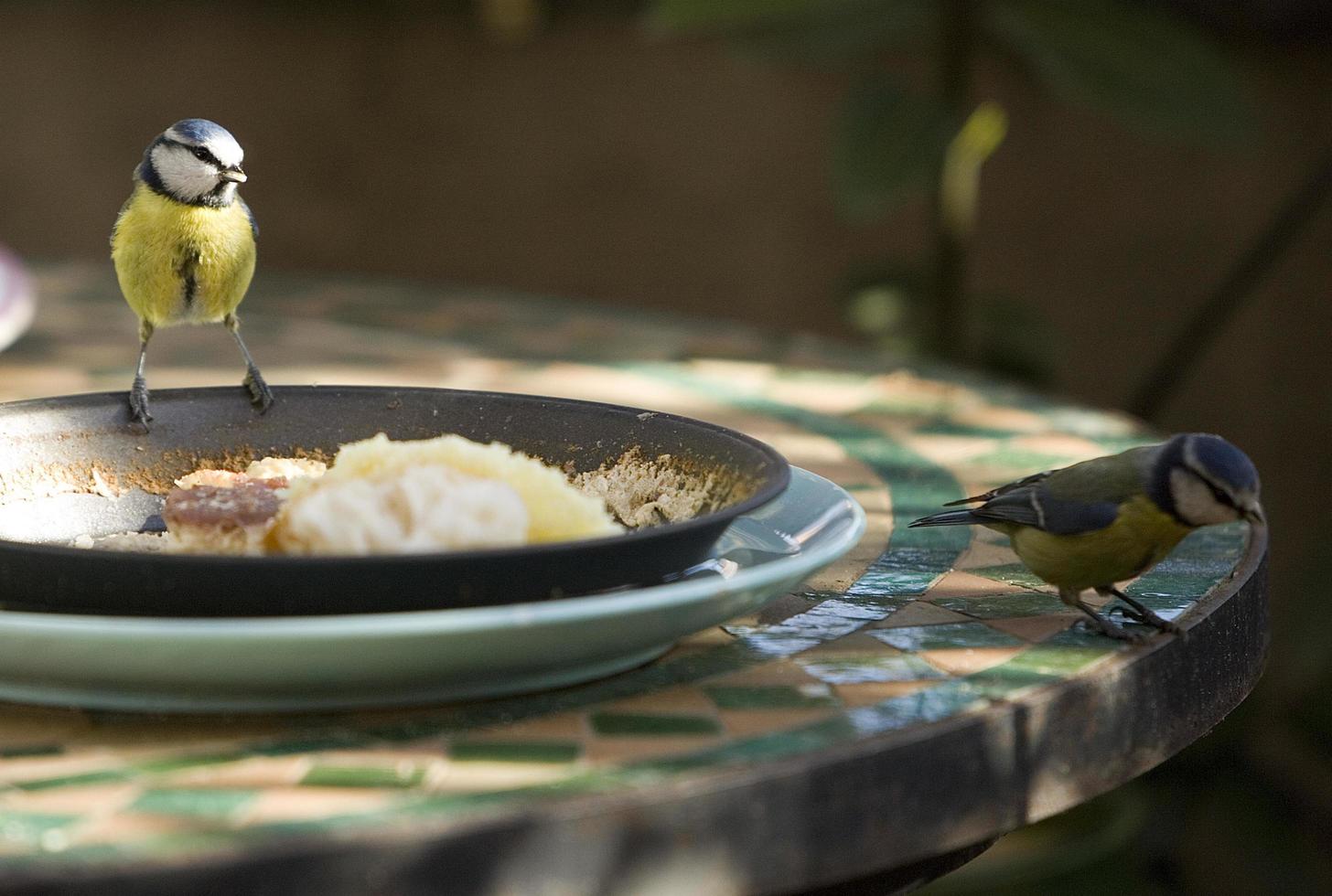 una teta en el jardín buscando comer foto