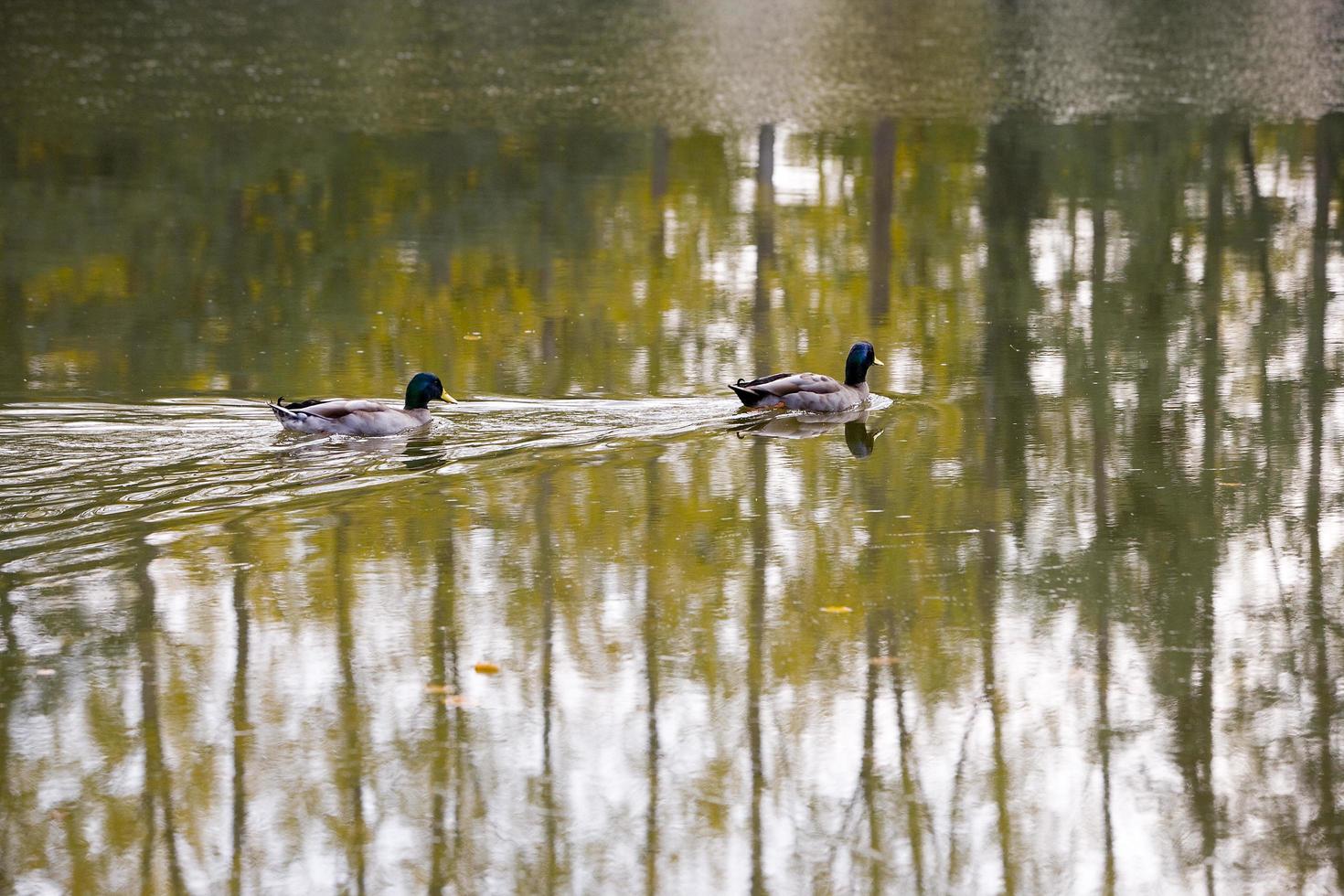 patos nadando en el río lot en francia foto