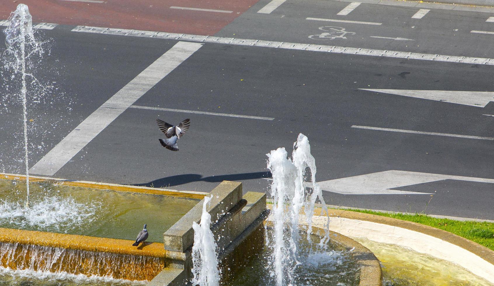 Las palomas refrescarse en una fuente en el barrio de Arganzuela en Madrid, España foto