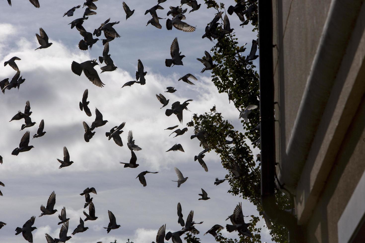 Vuelo de palomas sobre la localidad de Garray, provincia de Soria, Castilla y León, España foto