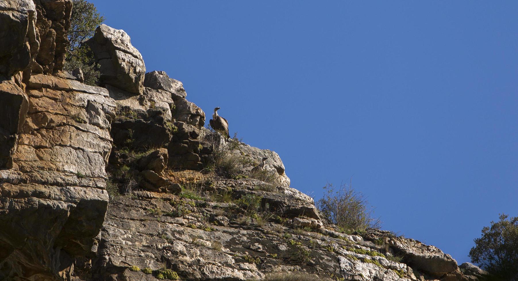 Vultures Leonados in the mountain of Yanguas, one of The Most Beautiful Villages of Spain, province of Soria, Castilla y Leon, Spain photo