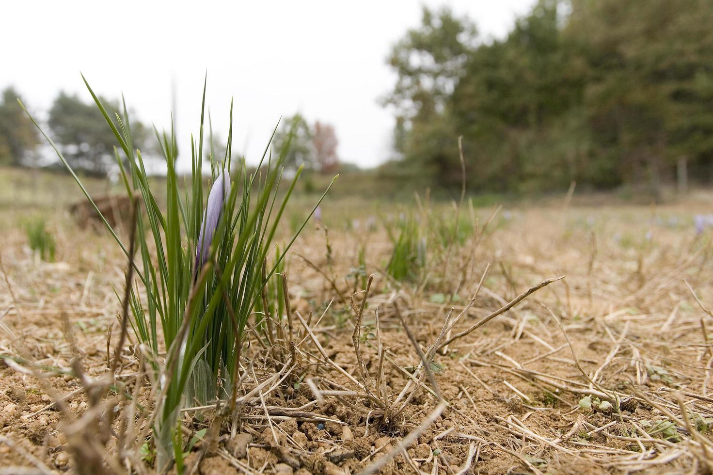 Producer of saffron in France photo