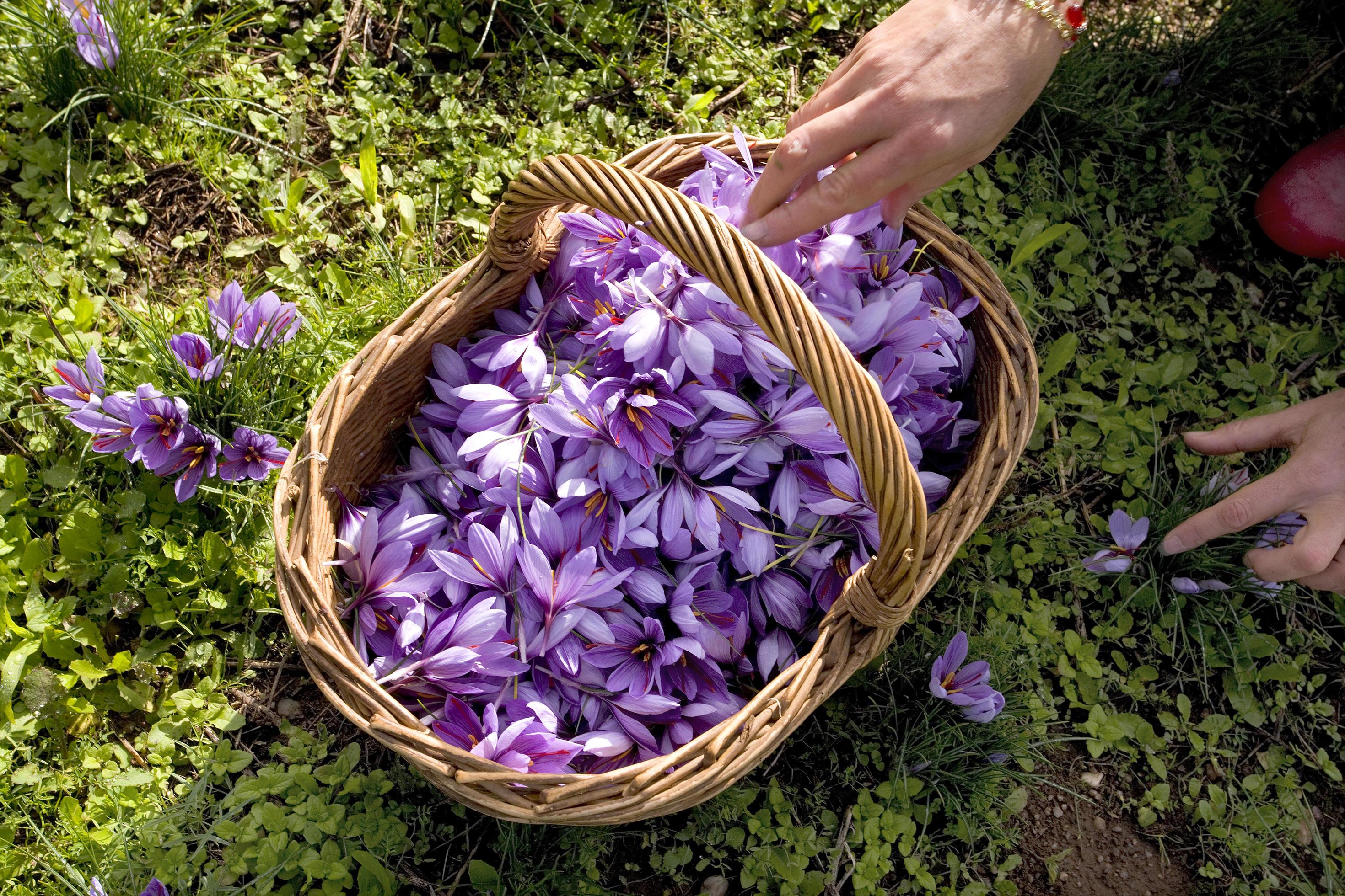 Producer of saffron in France 2862965 Stock Photo at Vecteezy