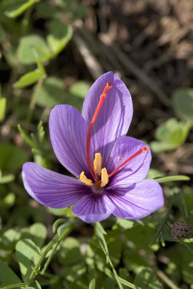 Producer of saffron in France photo