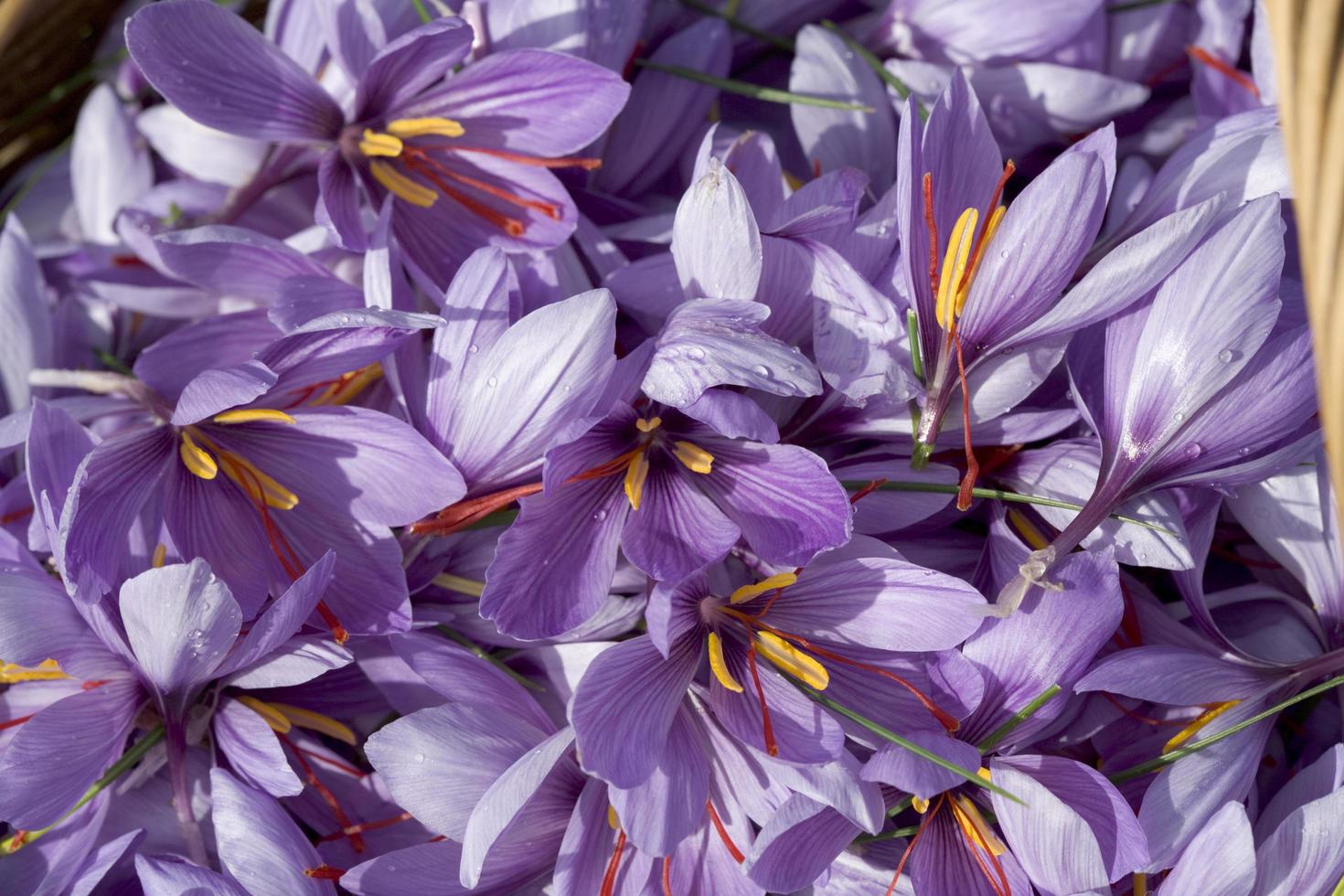 Producer of saffron in France 2862967 Stock Photo at Vecteezy