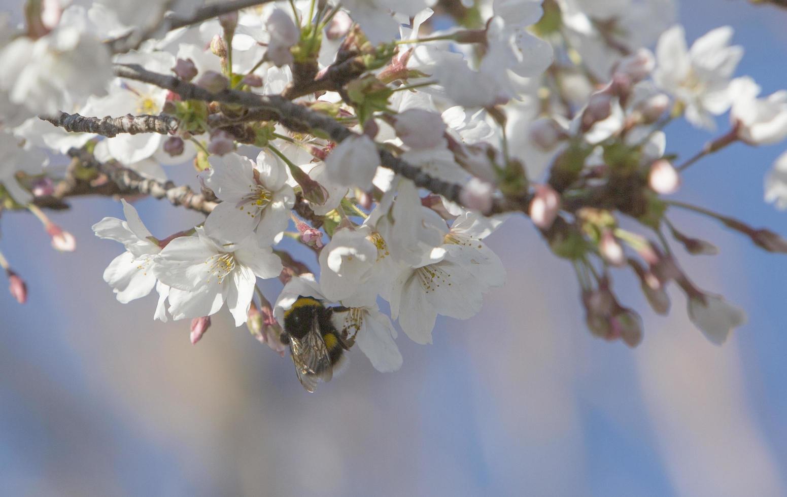 los primeros insectos polinizan las primeras flores de la primavera en madrid, españa foto