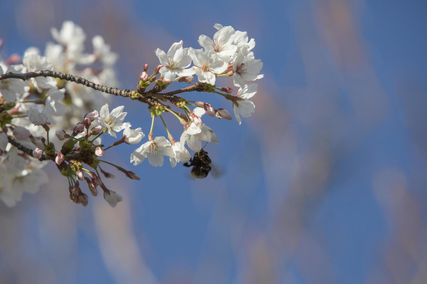 los primeros insectos polinizan las primeras flores de la primavera en madrid, españa foto