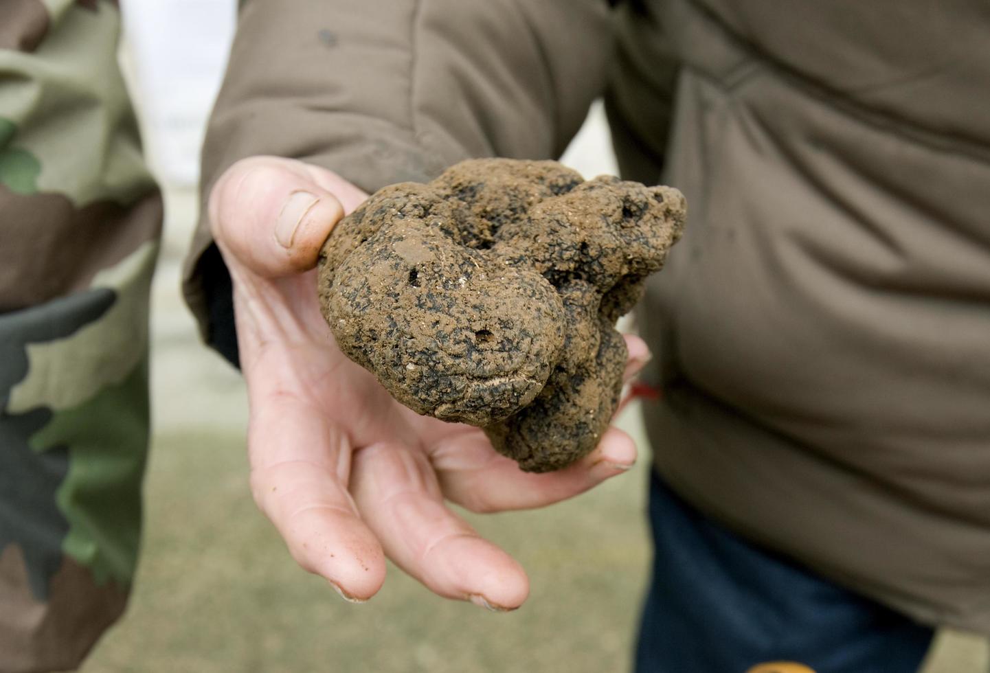 Traditional black truffle market of Lalbenque in Perigord, France photo