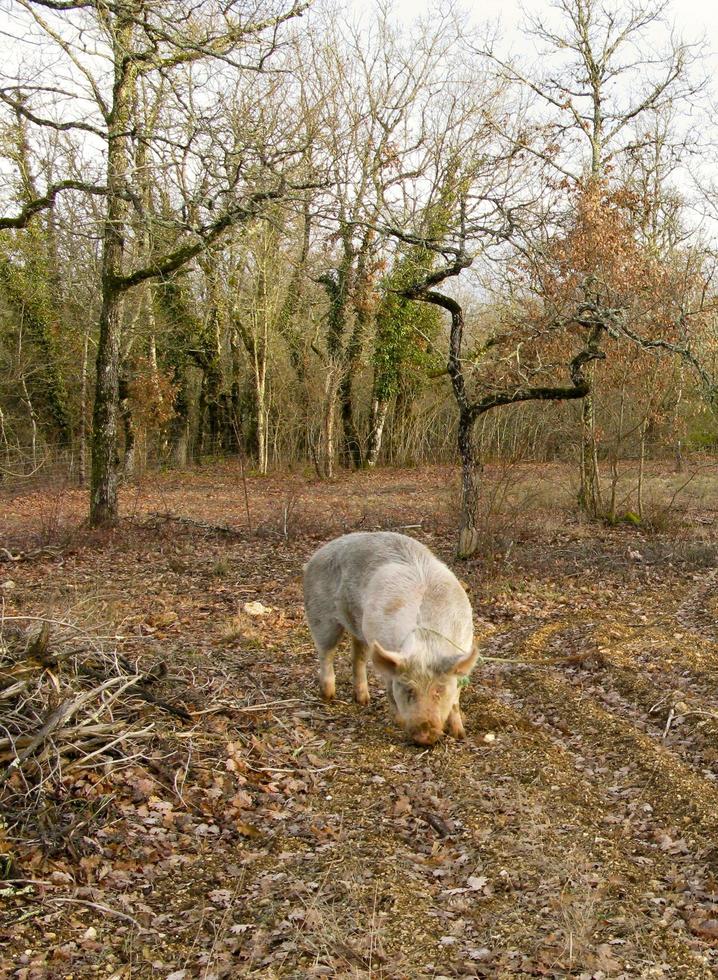 Researcher of black truffle with pig in Perigord, France photo