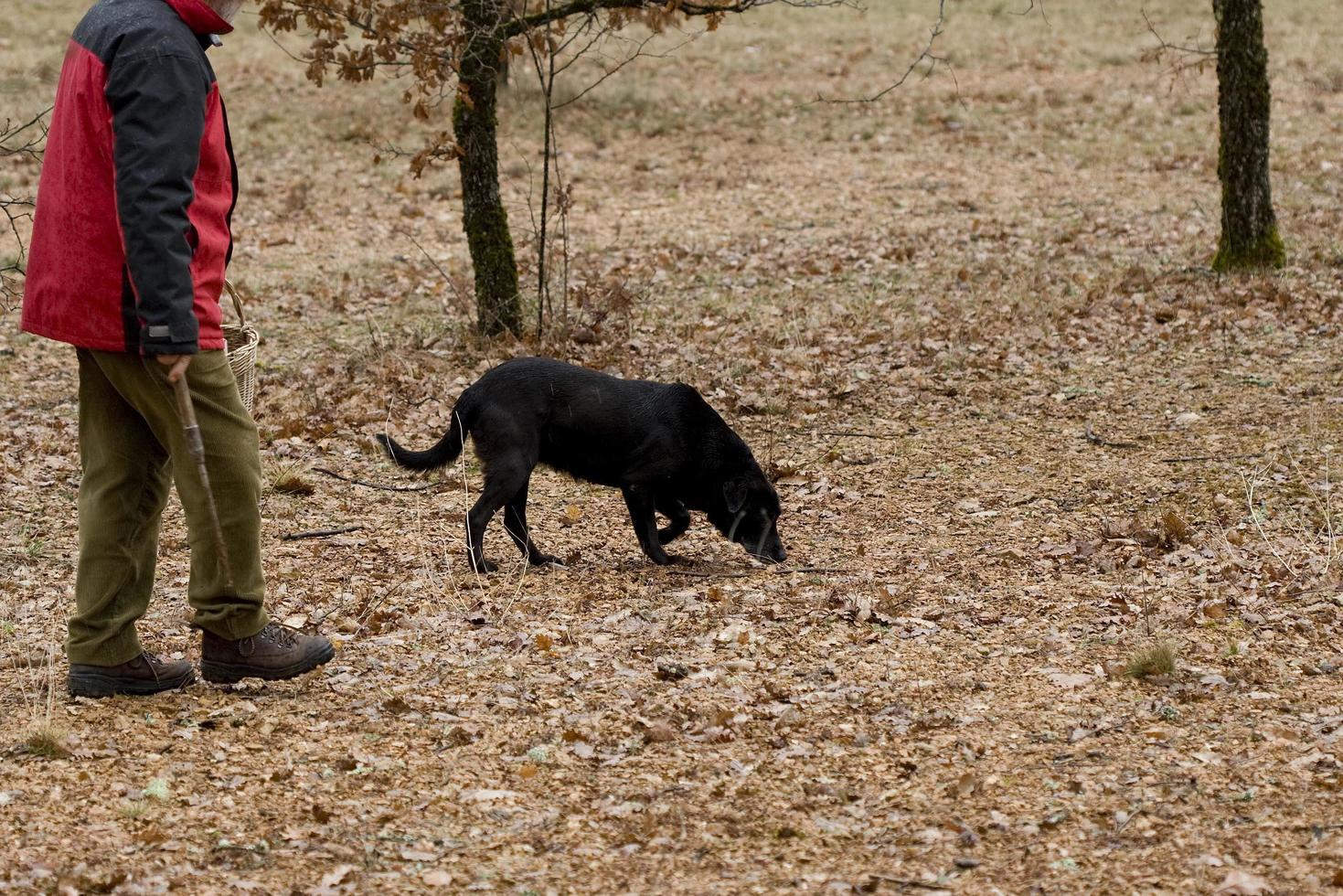 Cosecha de trufas negras con la ayuda de un perro en Lalbenque, Francia foto