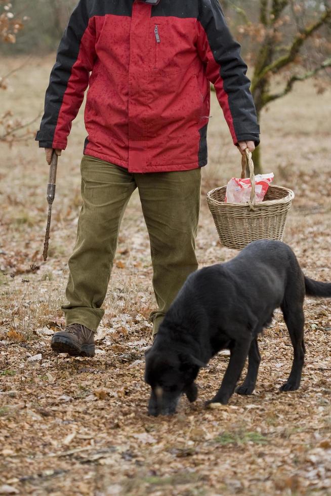 Cosecha de trufas negras con la ayuda de un perro en Lalbenque, Francia foto