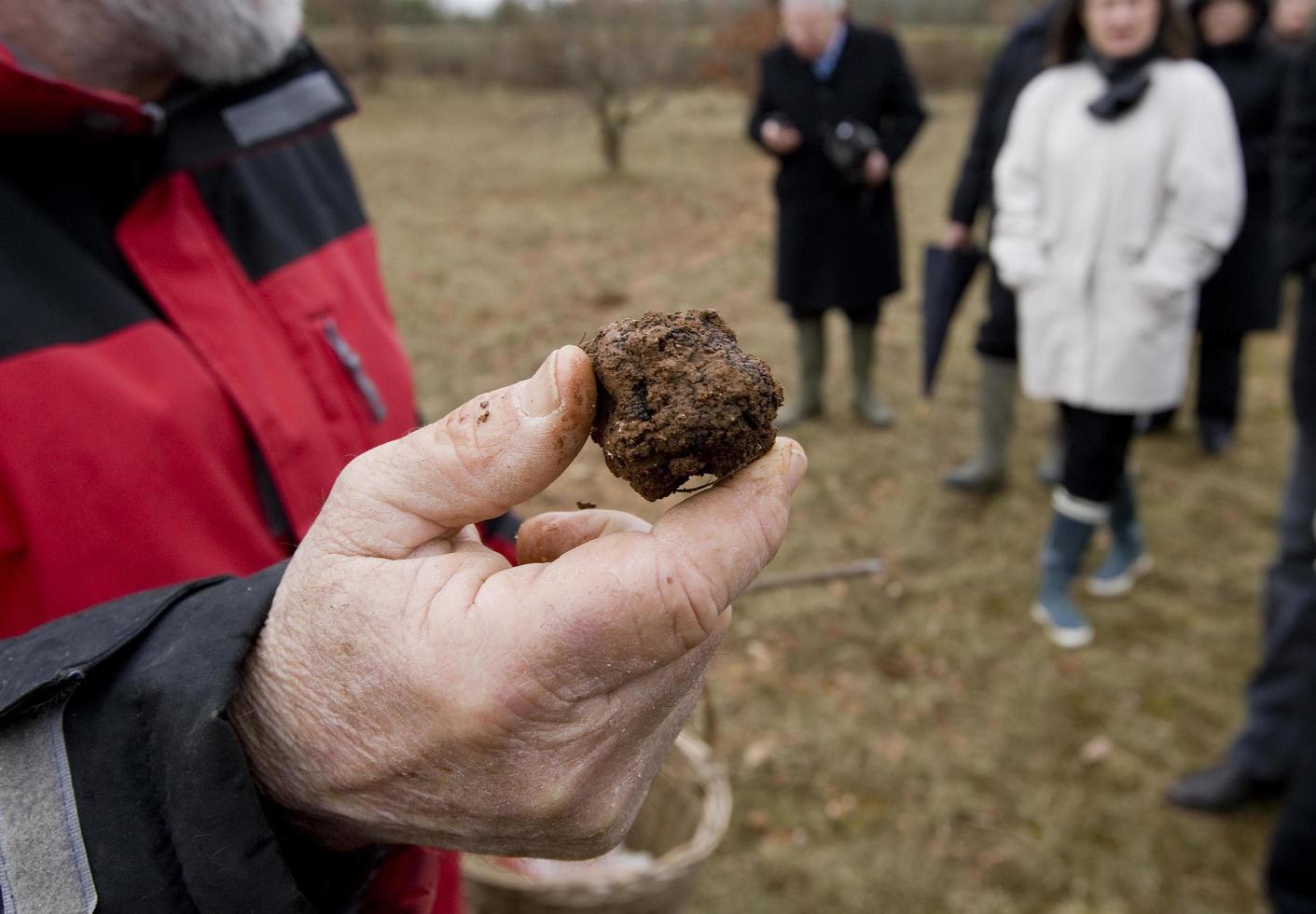 Harvest of black truffles in Lalbenque, France photo
