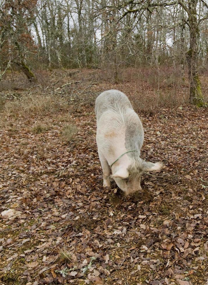 Cosecha de trufas negras con la ayuda de un cerdo en Lalbenque, Francia foto