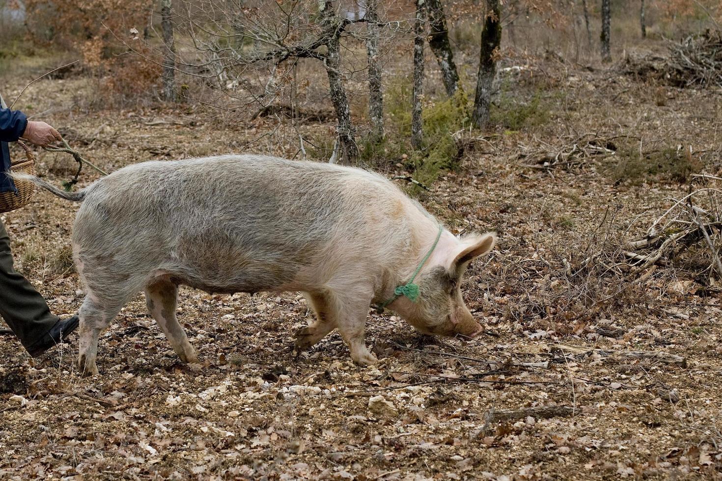 Cosecha de trufas negras con la ayuda de un cerdo en Lalbenque, Francia foto