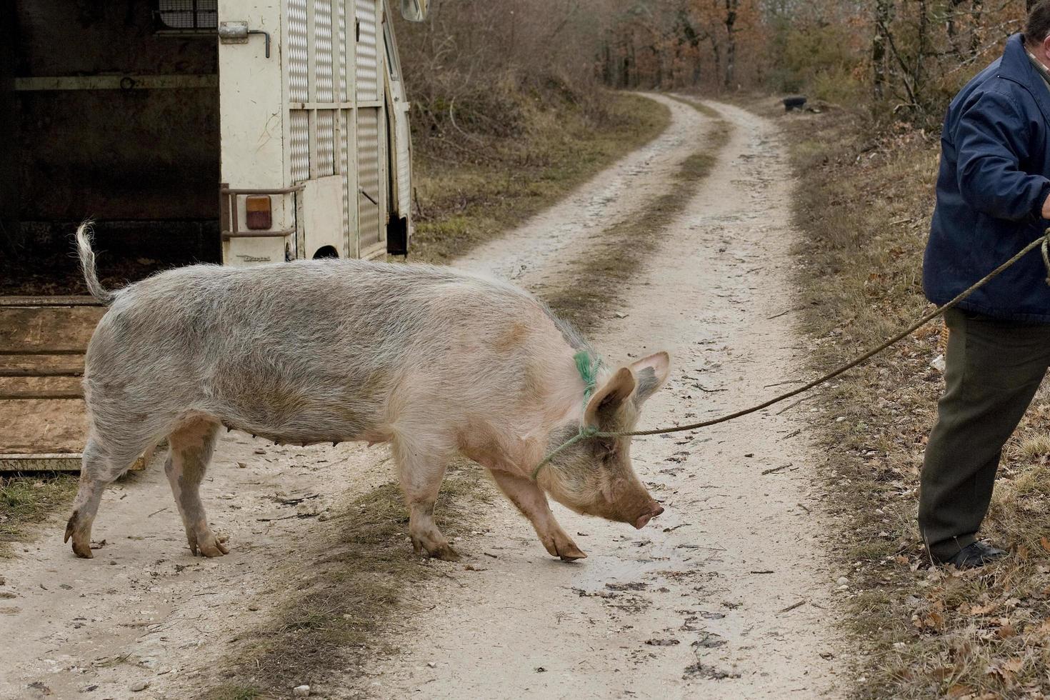 Harvest of black truffles with the help of a pig in Lalbenque, France photo