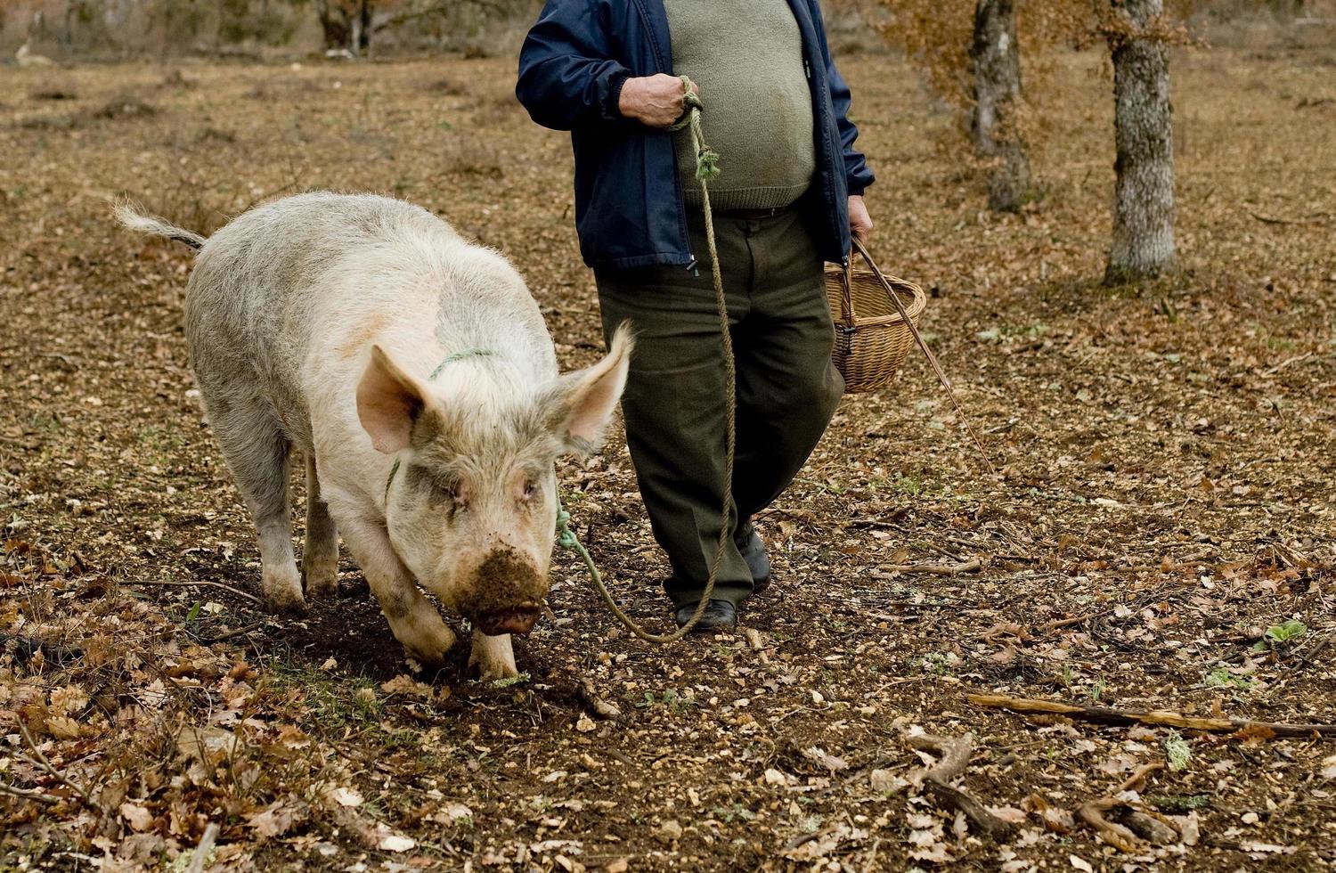 Harvest of black truffles with the help of a pig in Lalbenque, France photo