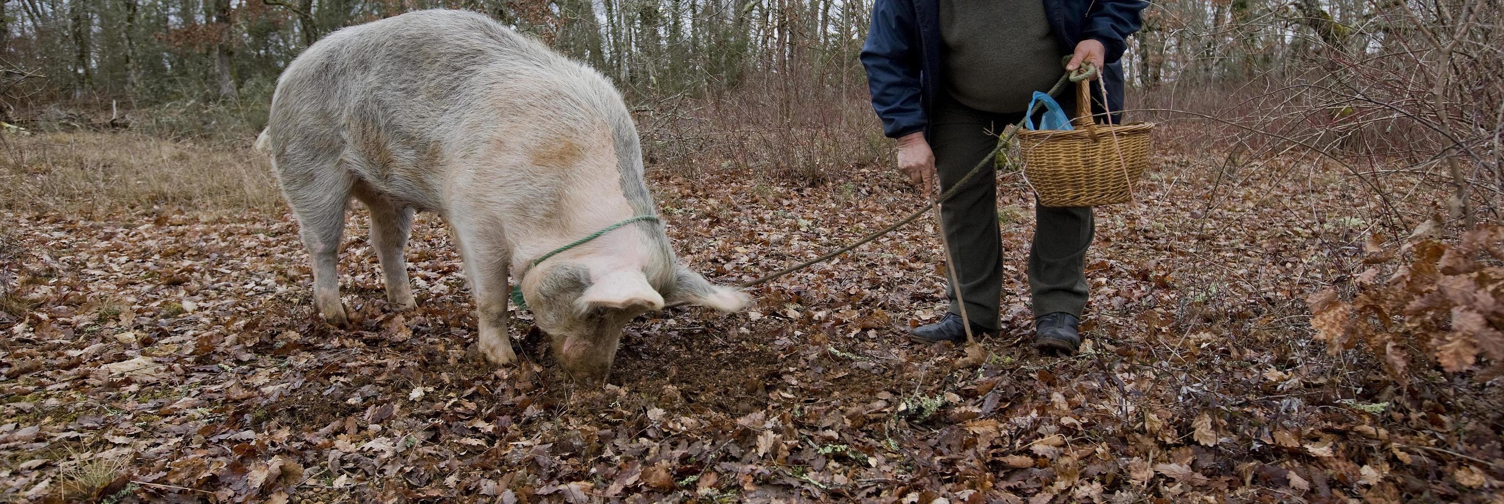 Harvest of black truffles with the help of a pig in Lalbenque, France