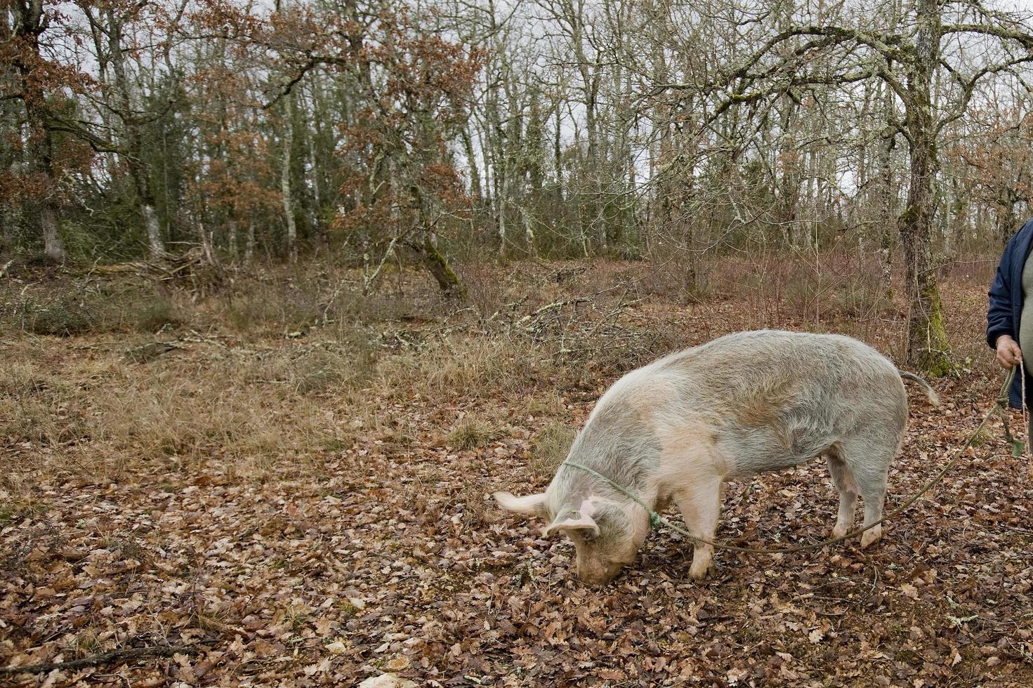 Cosecha de trufas negras con la ayuda de un cerdo en Lalbenque, Francia foto