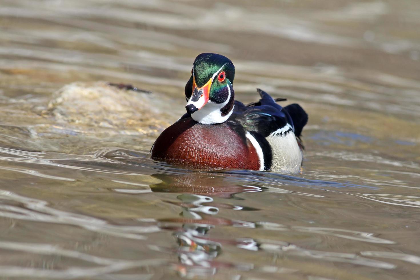 Male Wood Duck photo