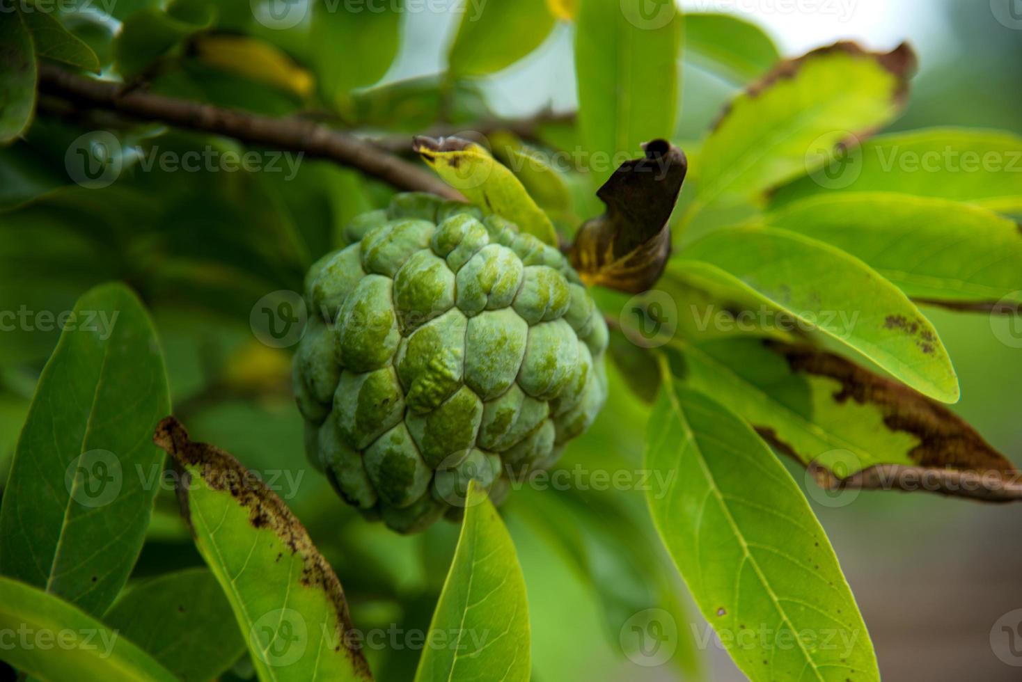 chirimoyas o manzanas de azúcar o annona squamosa linn. creciendo en un árbol. foto